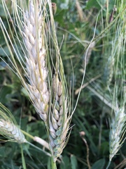 Triticum