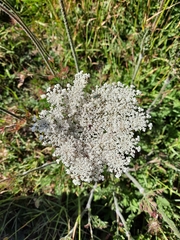 Daucus carota