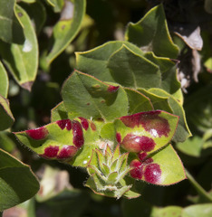 Exobasidium arctostaphyli