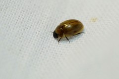 Enochrus melanocephalus