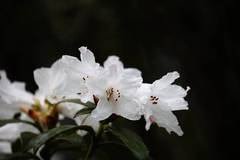 Rhododendron ciliatum