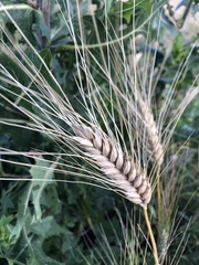 Triticum