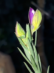 Polygala ericifolia