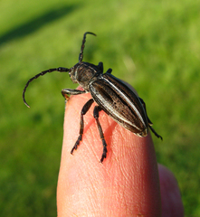 Dorcadion holosericeum