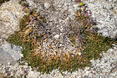 Selaginella watsonii