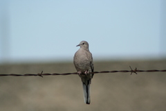 Columbina inca