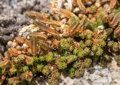 Selaginella watsonii