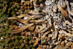 Selaginella watsonii