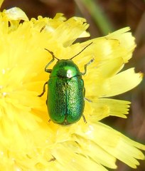 Cryptocephalus aureolus