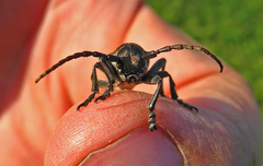 Dorcadion holosericeum