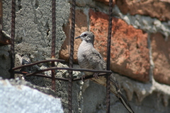 Columbina inca