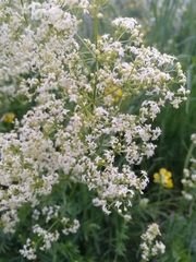 Galium mollugo