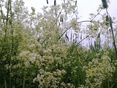Galium mollugo