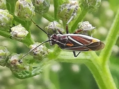 Horistus orientalis