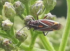 Horistus orientalis