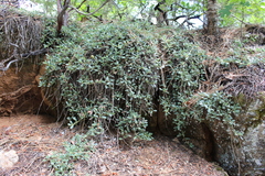 Ceanothus prostratus