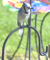 Cyanocitta cristata bromia