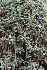 Ceanothus prostratus