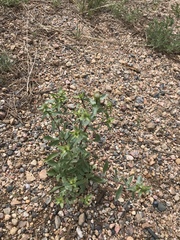 Grindelia subalpina