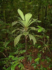Psychotria tetragonopus