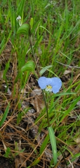 Commelina erecta image