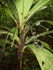 Psychotria tetragonopus