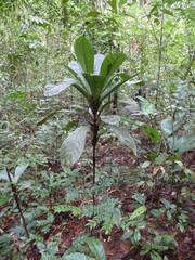 Psychotria tetragonopus