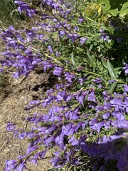 Penstemon platyphyllus