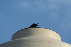 Quiscalus mexicanus