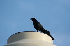 Quiscalus mexicanus