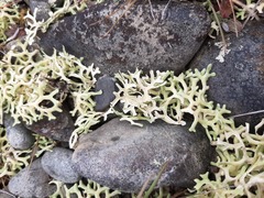 Xanthoparmelia semiviridis