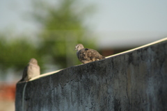 Columbina inca