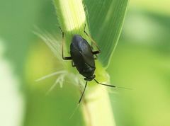 Capsus