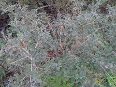 Searsia laevigata