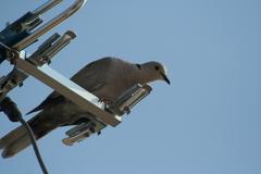 Streptopelia decaocto