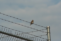 Passer domesticus