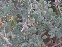 Searsia laevigata