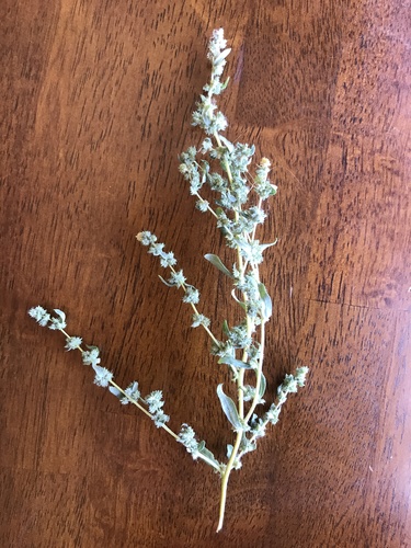 Atriplex elegans var. elegans