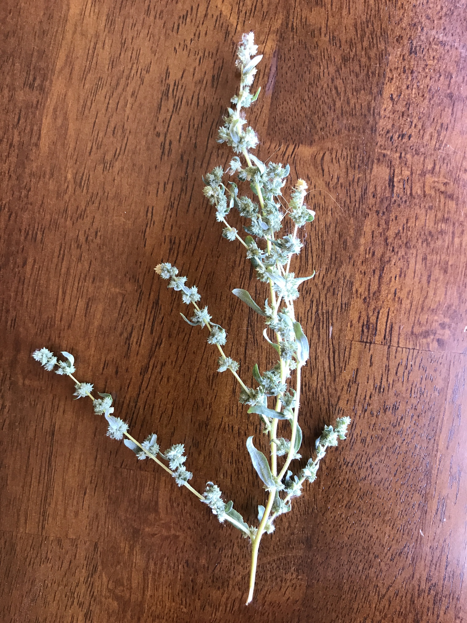 Atriplex elegans var. elegans