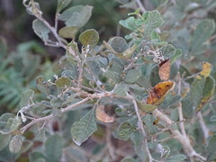 Searsia laevigata