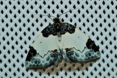 Mesoleuca albicillata