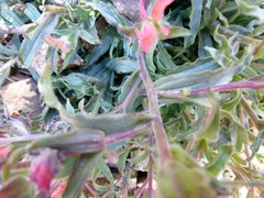 Castilleja martini martini