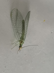 Chrysopa coloradensis