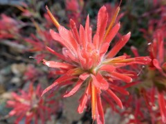 Castilleja martini martini