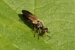 Eudioctria sackeni