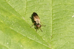 Eudioctria sackeni
