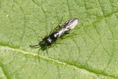 Pemphredonina