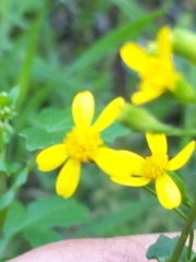 Cineraria platycarpa