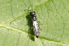 Pemphredonina