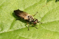 Eudioctria sackeni